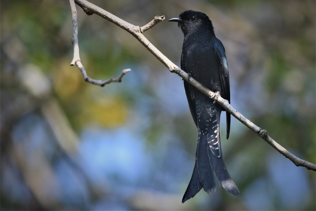 Fork-tailed Drongo-Cuckoo - ML121537011