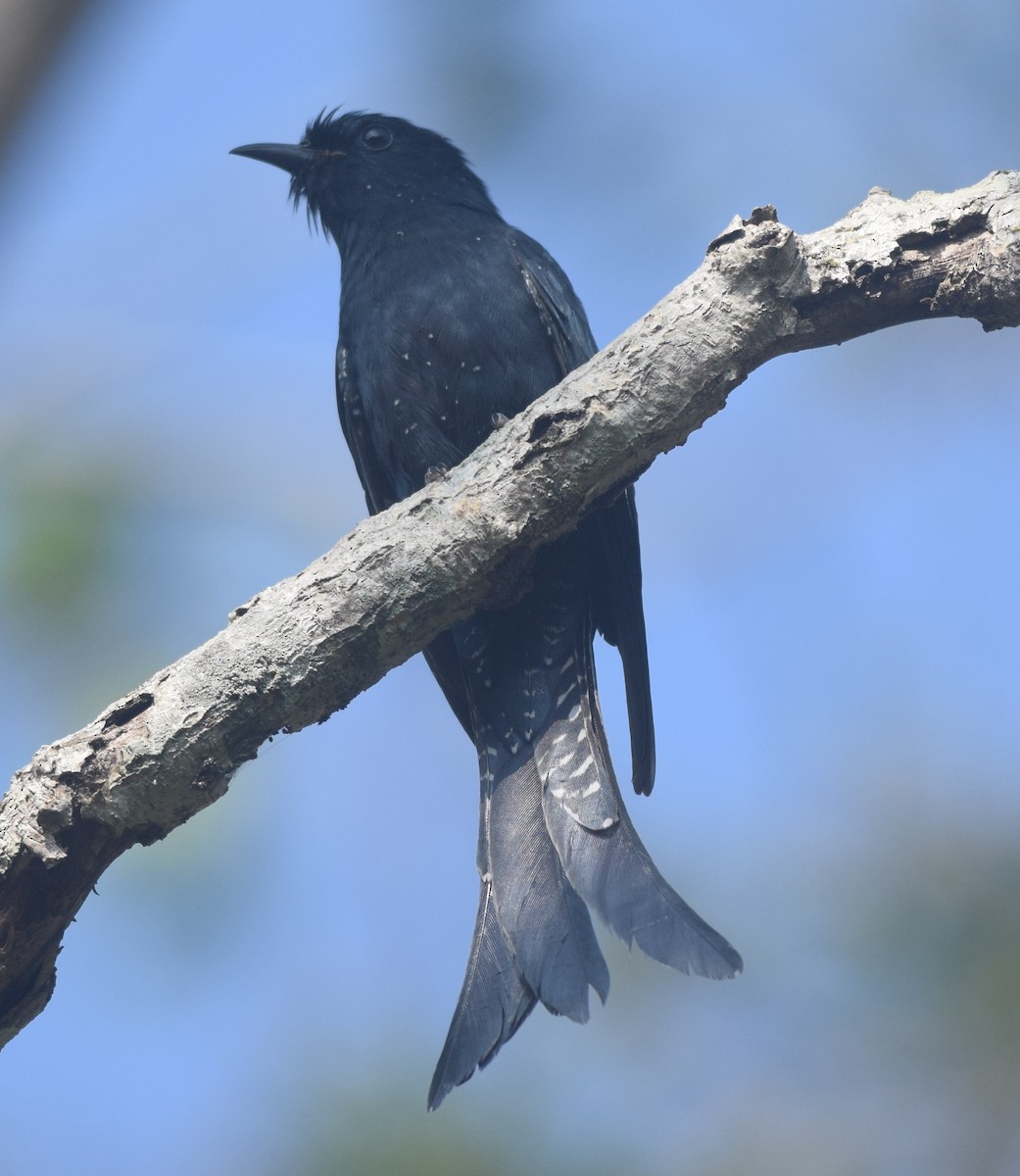 Fork-tailed Drongo-Cuckoo - ML121537131