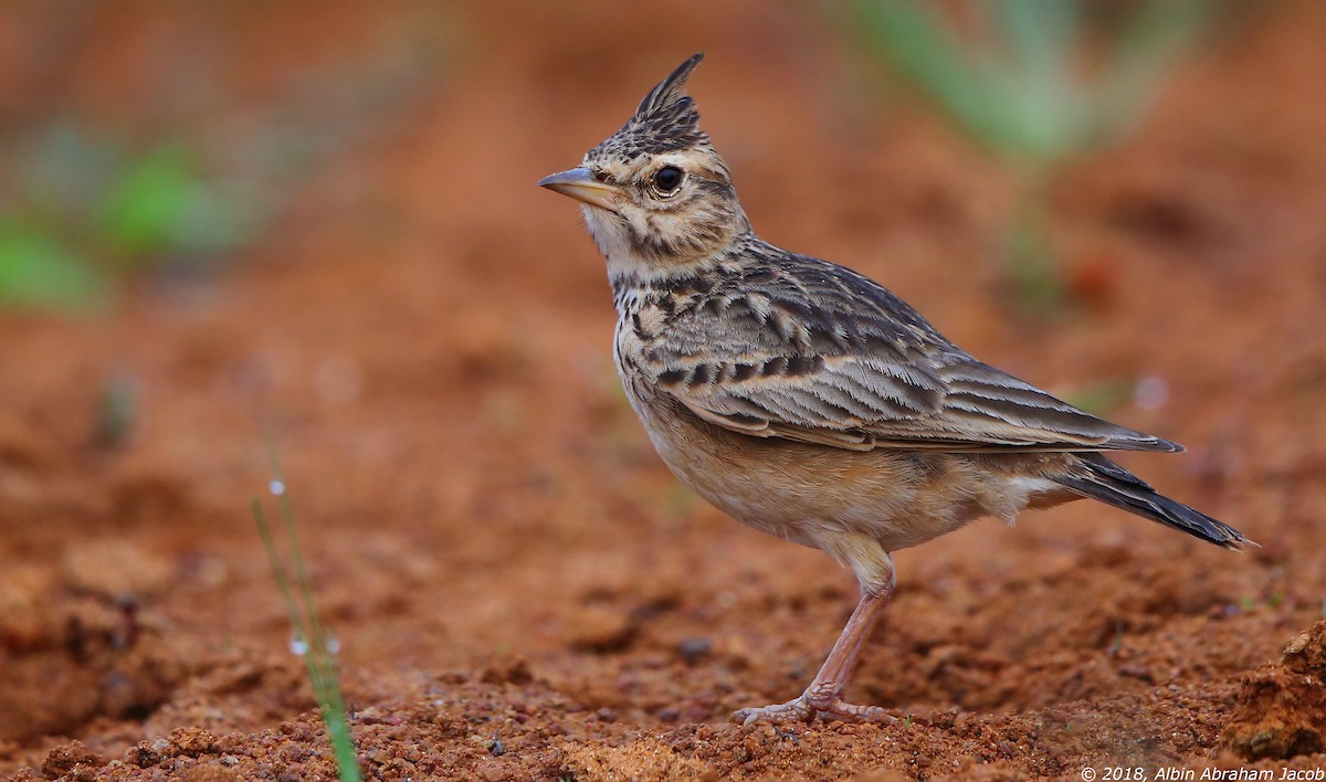 Malabar Lark - Albin Jacob