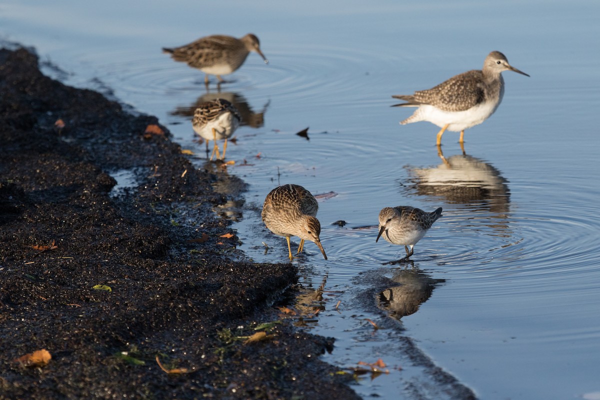 Weißbürzel-Strandläufer - ML121537991