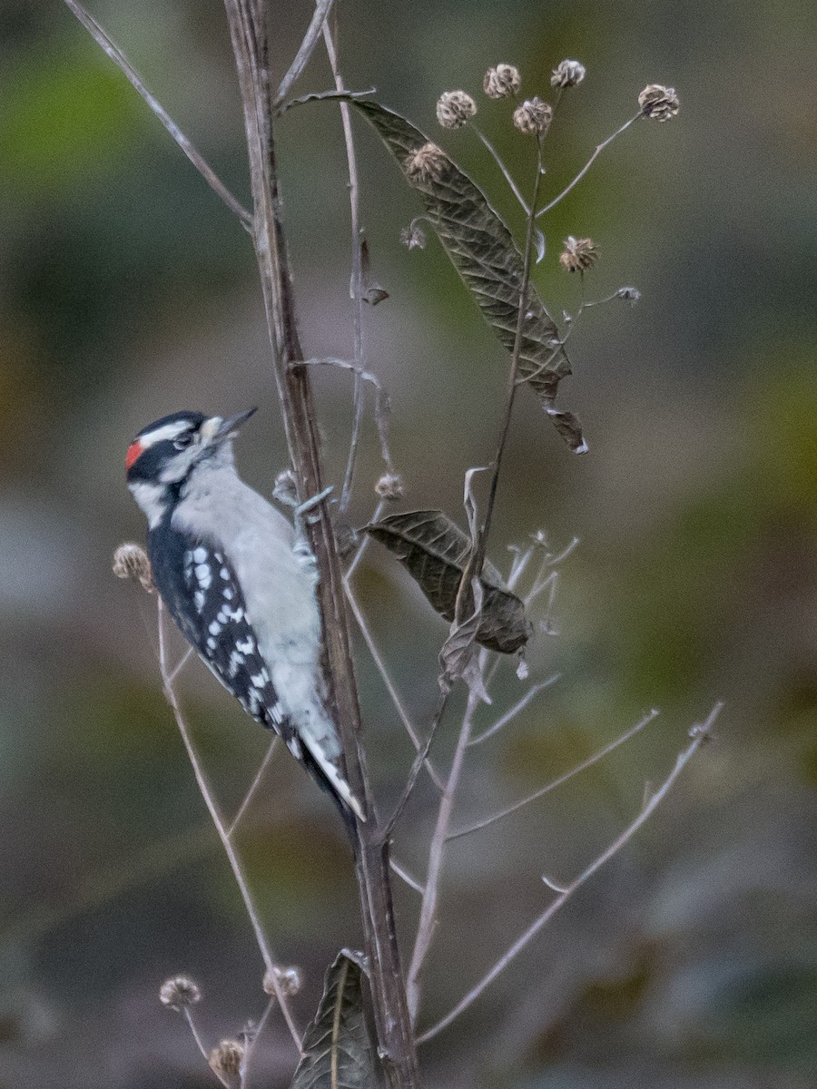 Downy Woodpecker (Eastern) - ML121541231