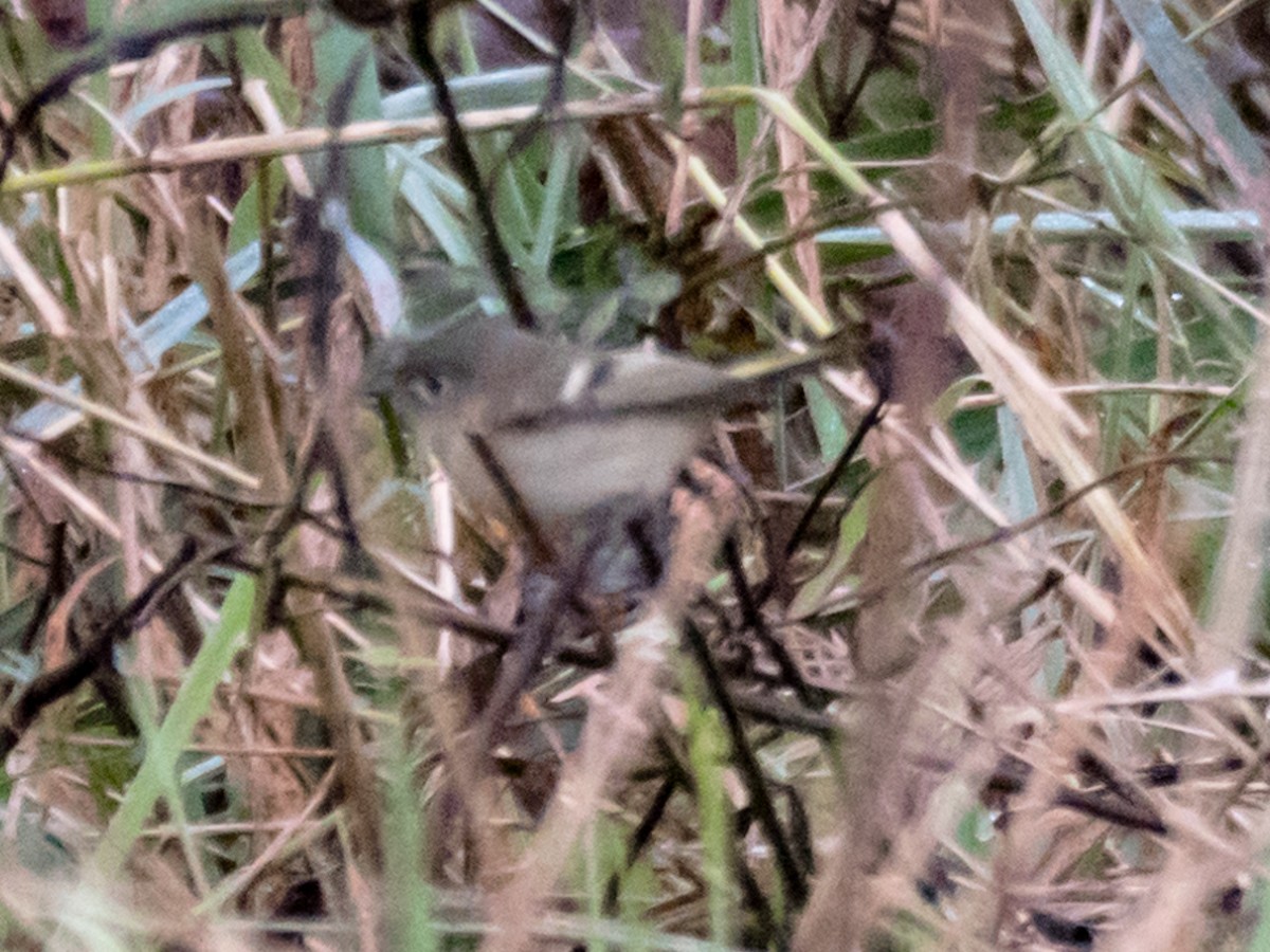 Ruby-crowned Kinglet - ML121541321