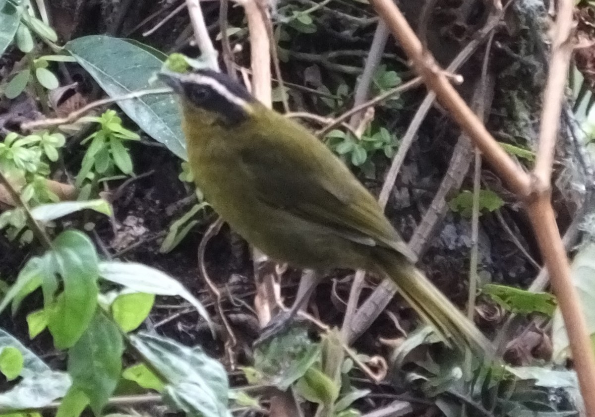 Black-capped Hemispingus - Victor Vanegas