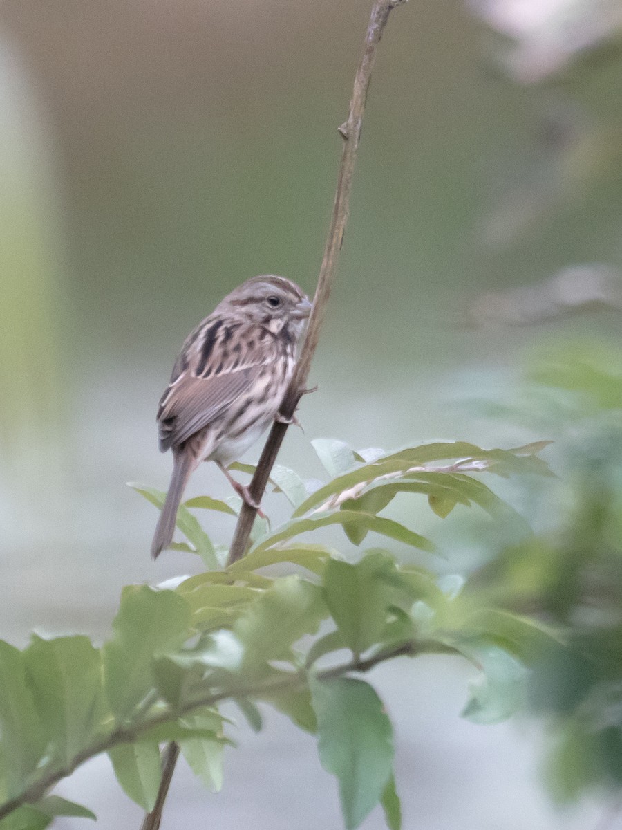 Song Sparrow - ML121541411