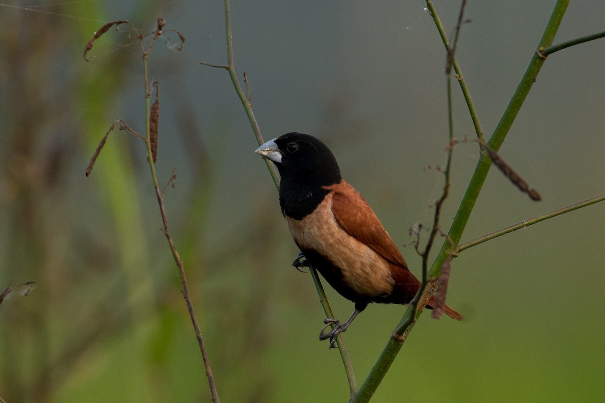 Tricolored x Chestnut Munia (hybrid) - ML121541841