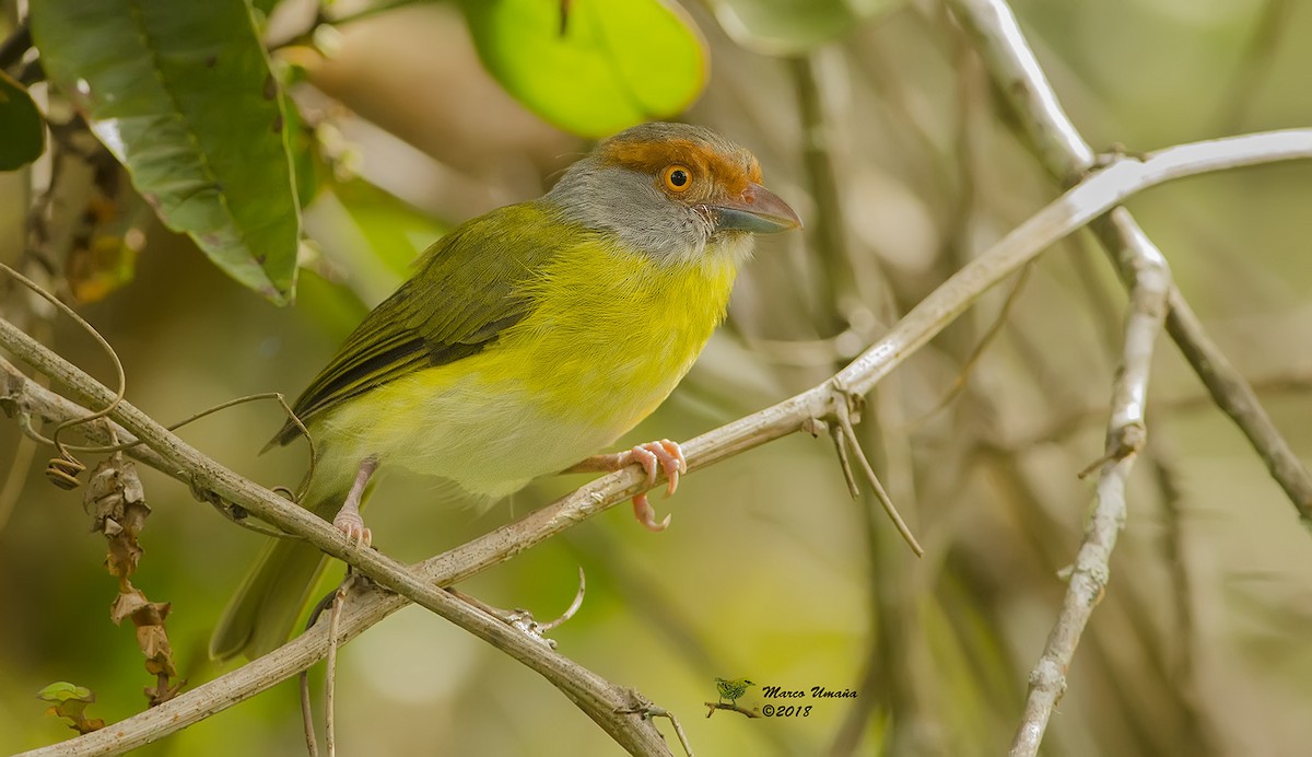 Rufous-browed Peppershrike - ML121542061