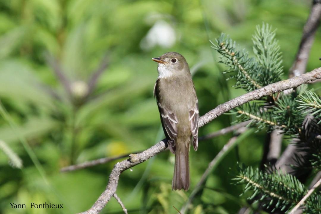 Alder Flycatcher - ML121542511