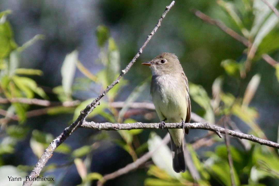 Alder Flycatcher - ML121542571