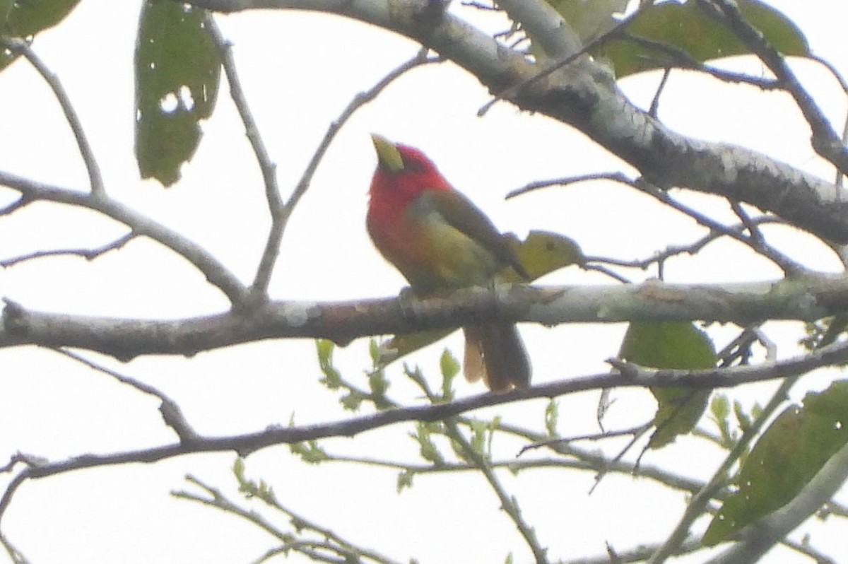 Scarlet-hooded Barbet - ML121542581