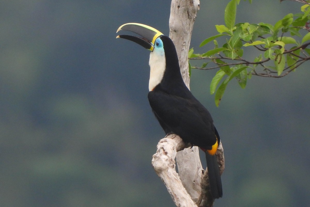 Channel-billed Toucan - ML121542631