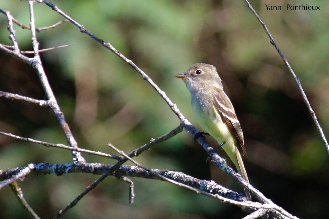 Alder Flycatcher - ML121542641