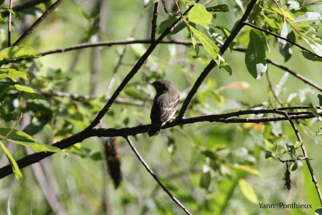 Alder Flycatcher - ML121542661