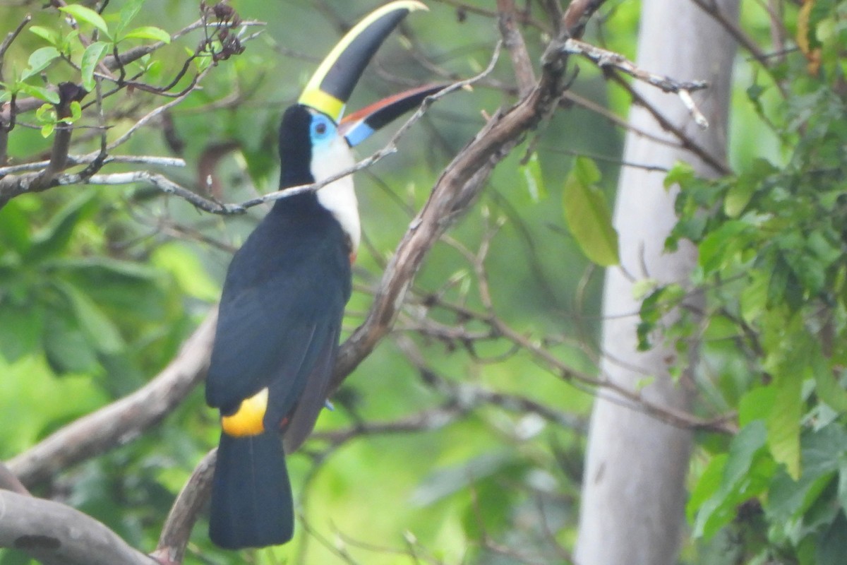 White-throated Toucan - ML121542781