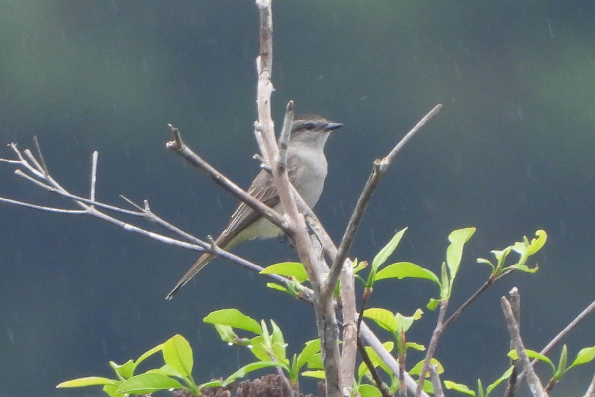 Crowned Slaty Flycatcher - ML121542861