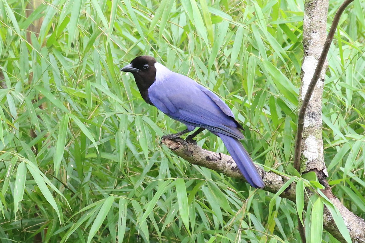 Violaceous Jay - Knut Hansen