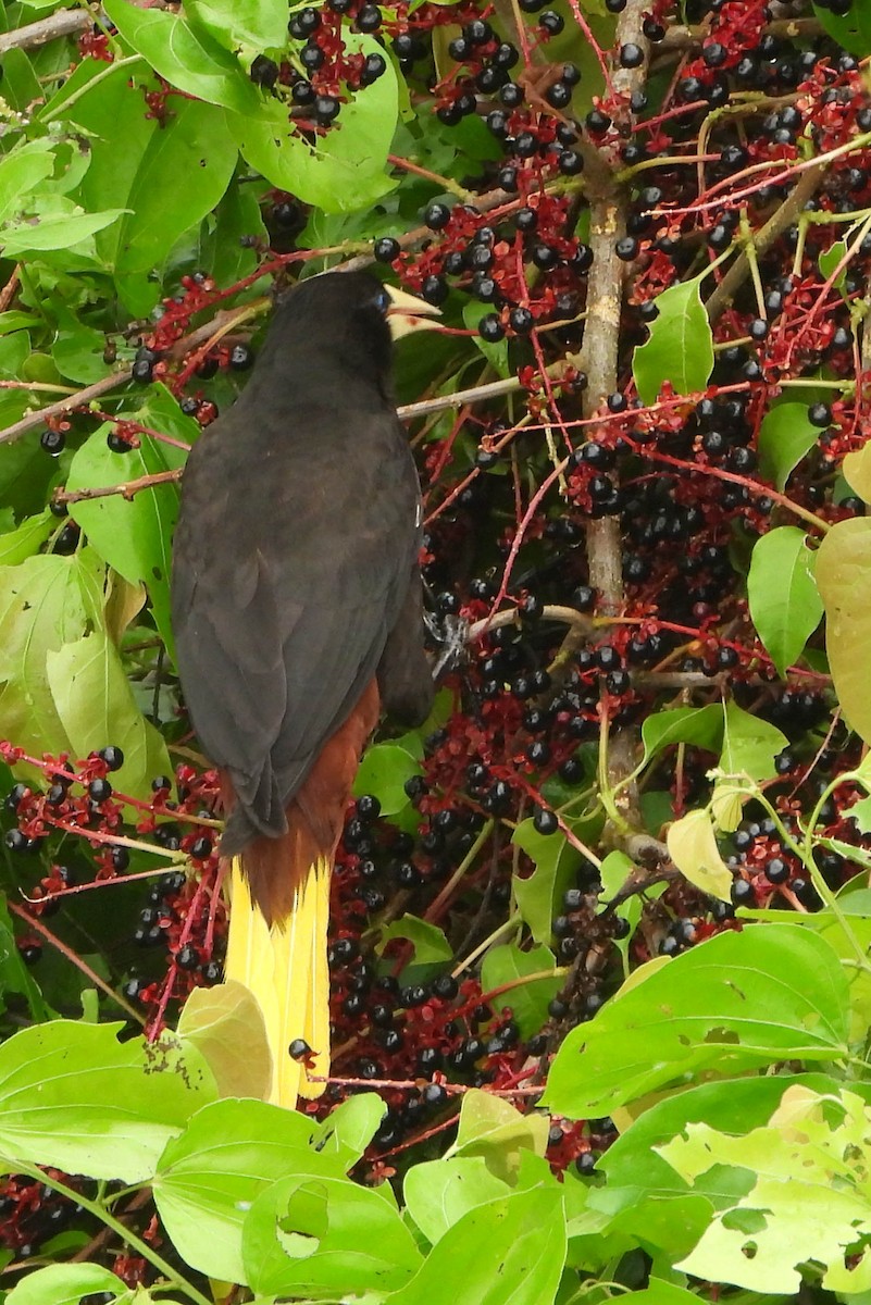 Crested Oropendola - ML121542961