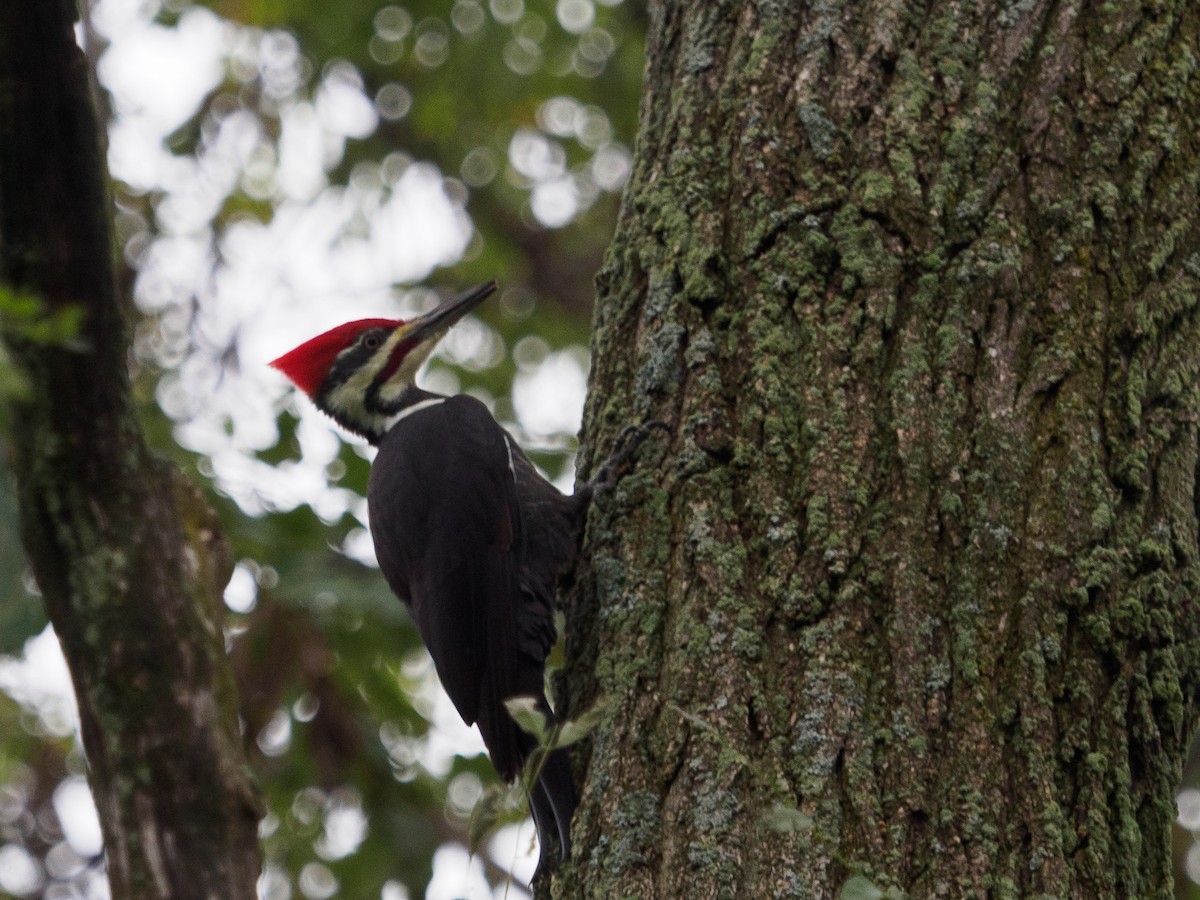 Pileated Woodpecker - Daniel Miller
