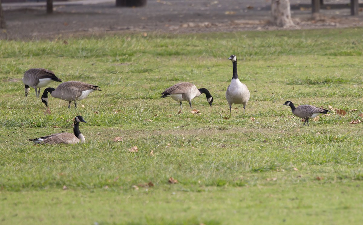 Cackling Goose - ML121545691