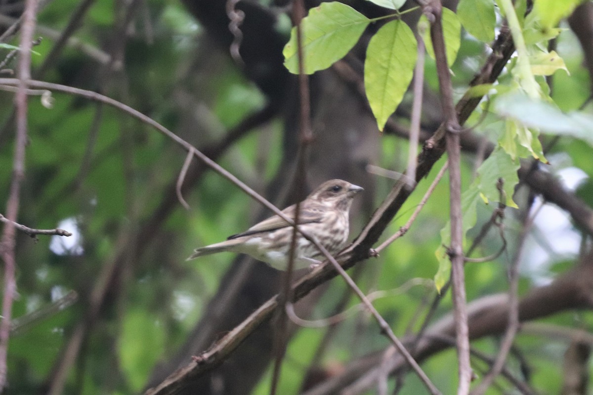 Purple Finch - ML121545931