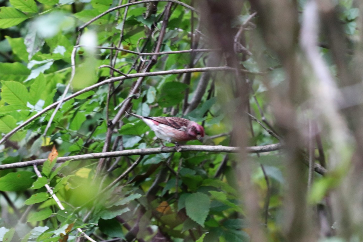 Purple Finch - ML121545941