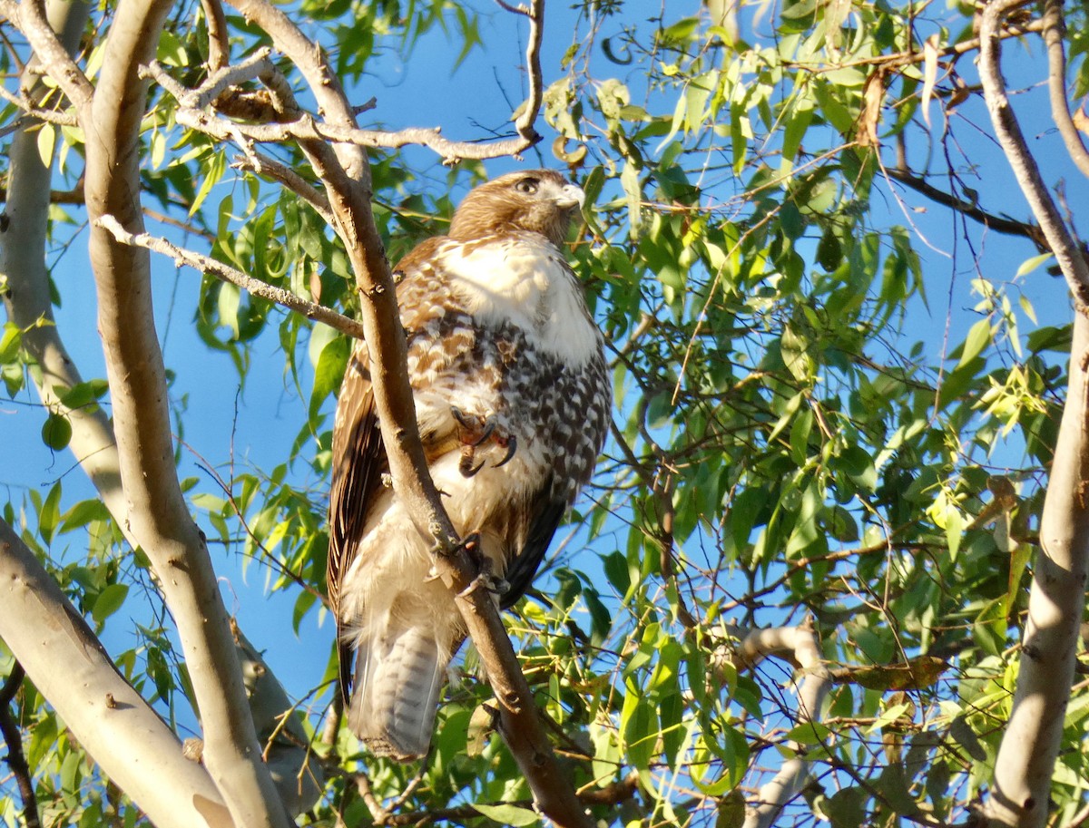 Rotschwanzbussard - ML121546111