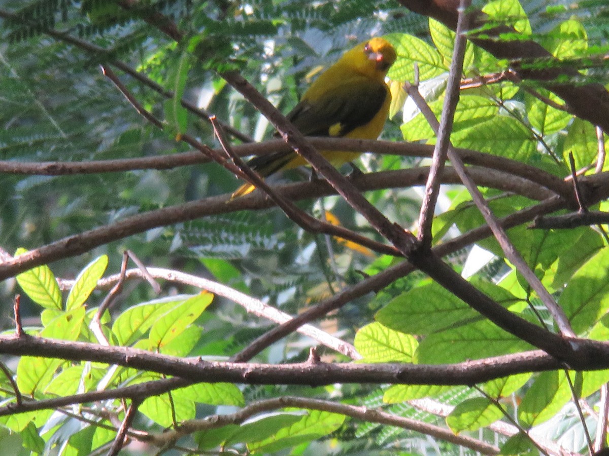 Indian Golden Oriole - ML121546871