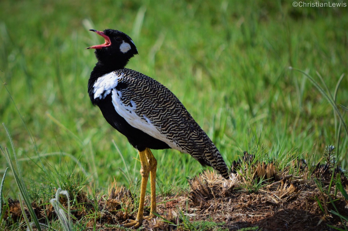 White-quilled Bustard - ML121547571