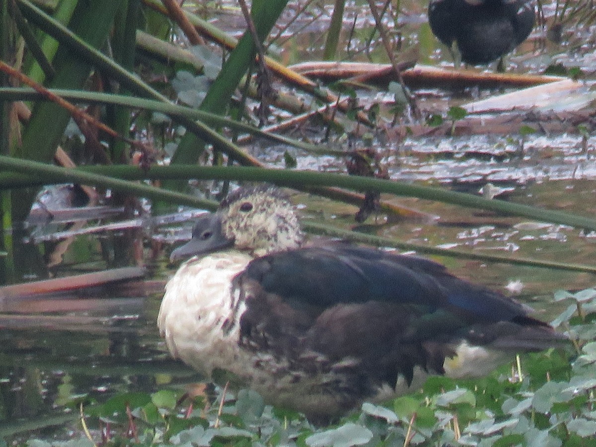 Canard sylvicole - ML121547771