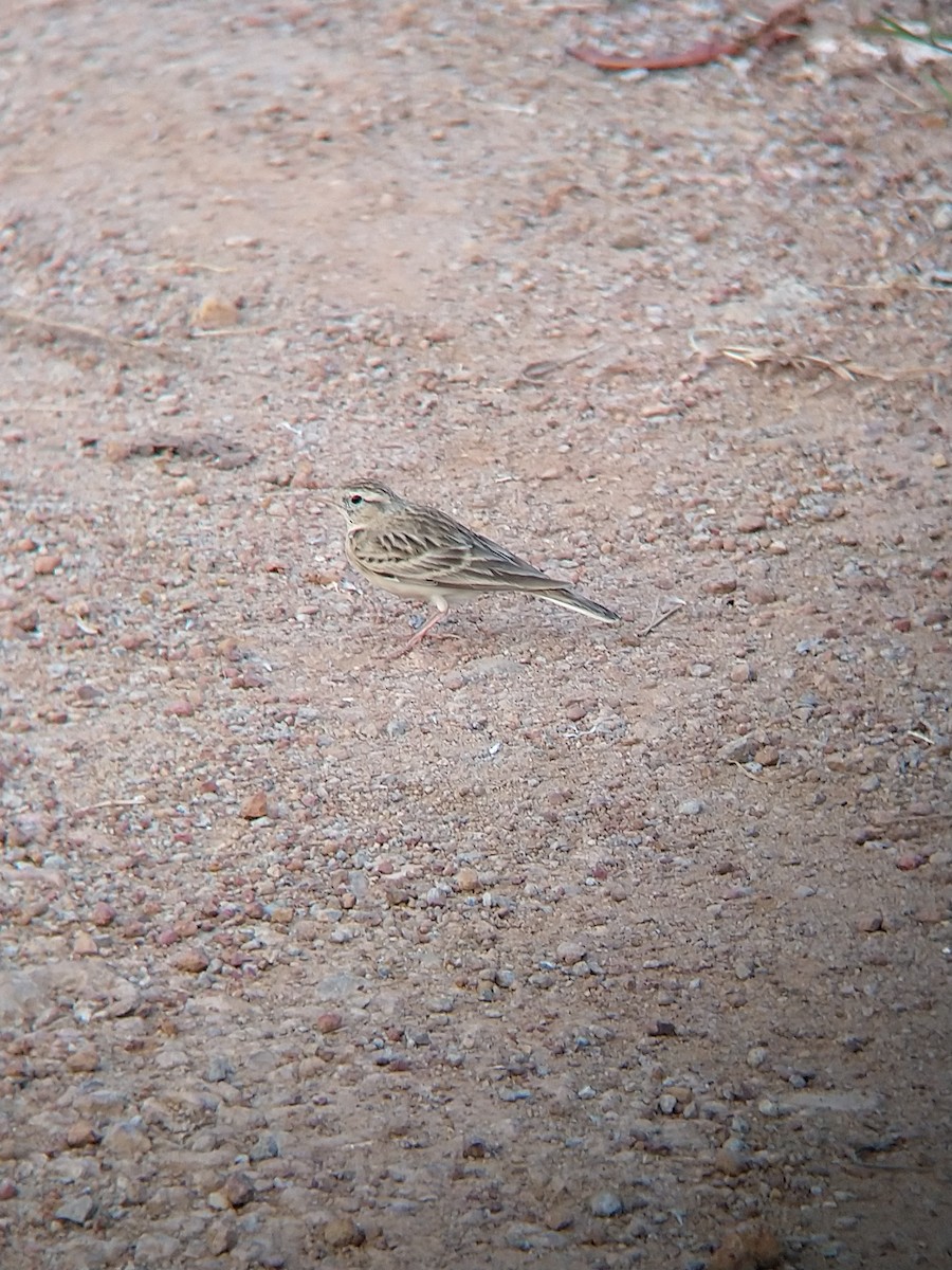 Mongolian Short-toed Lark - Shaurya Rahul Narlanka