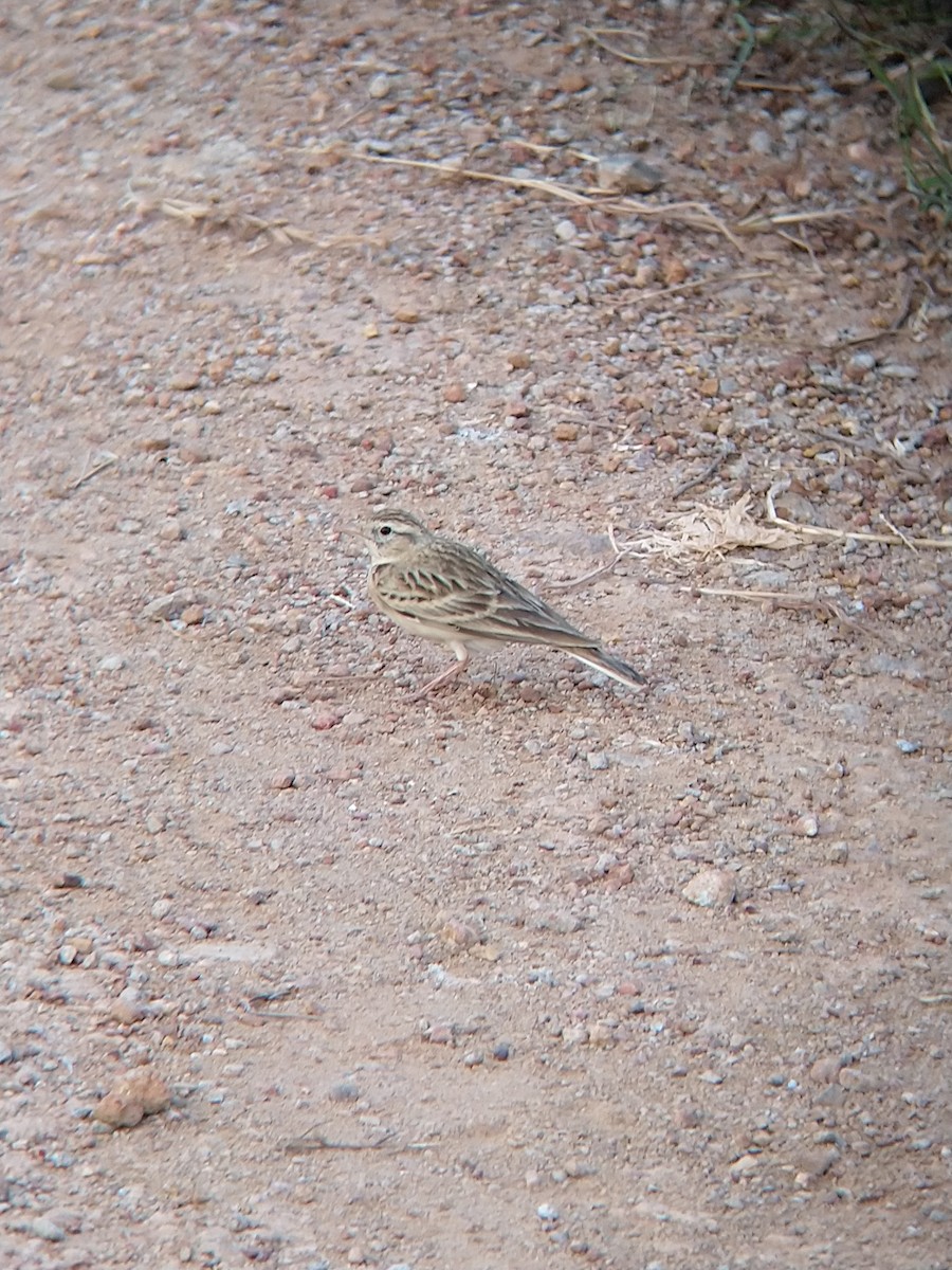 Mongolian Short-toed Lark - ML121547871