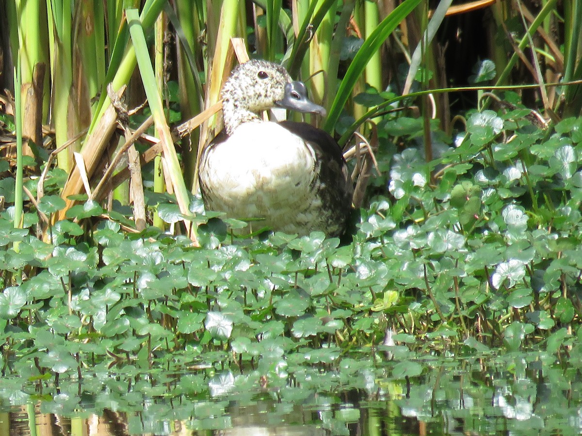 Comb Duck - ML121547981