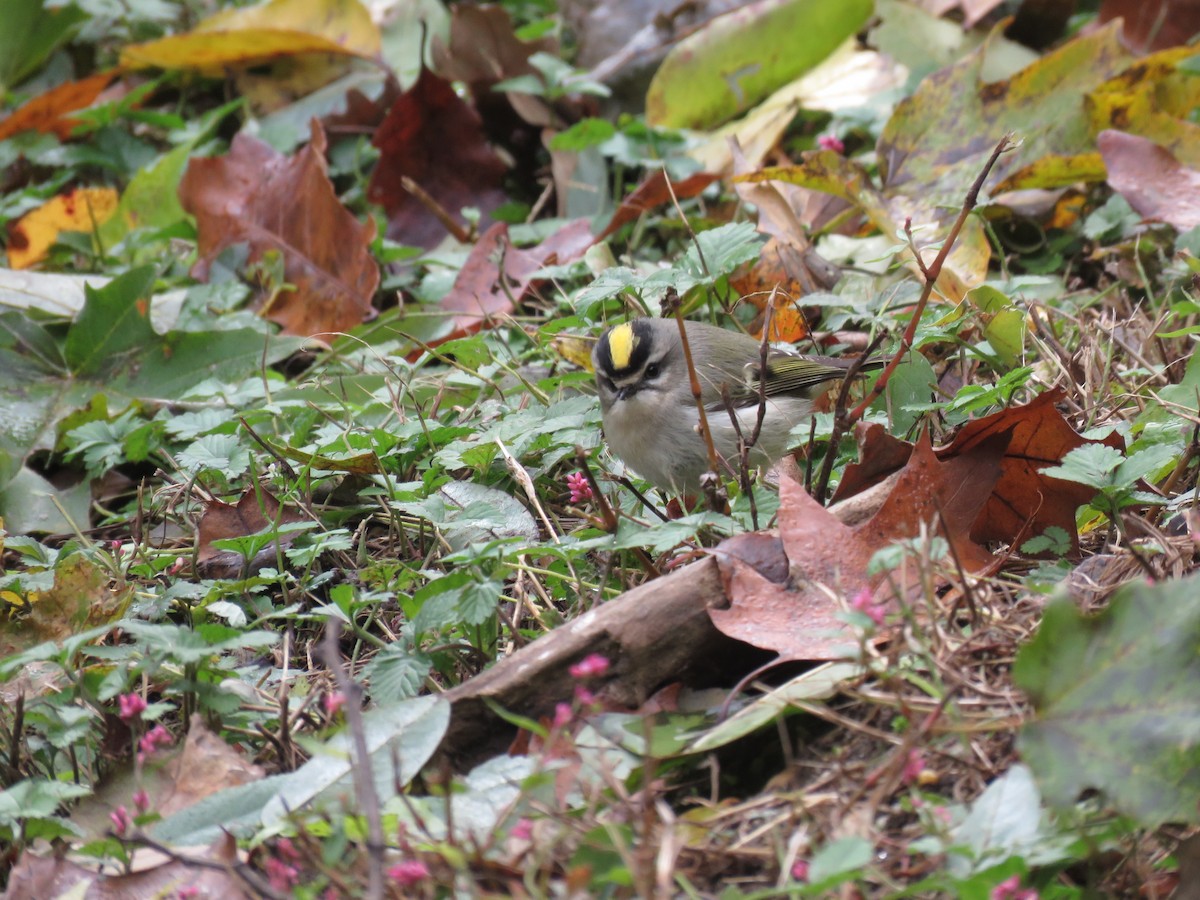 Roitelet à couronne dorée - ML121548381