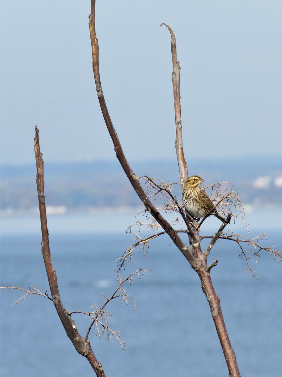 Savannah Sparrow - ML121548891