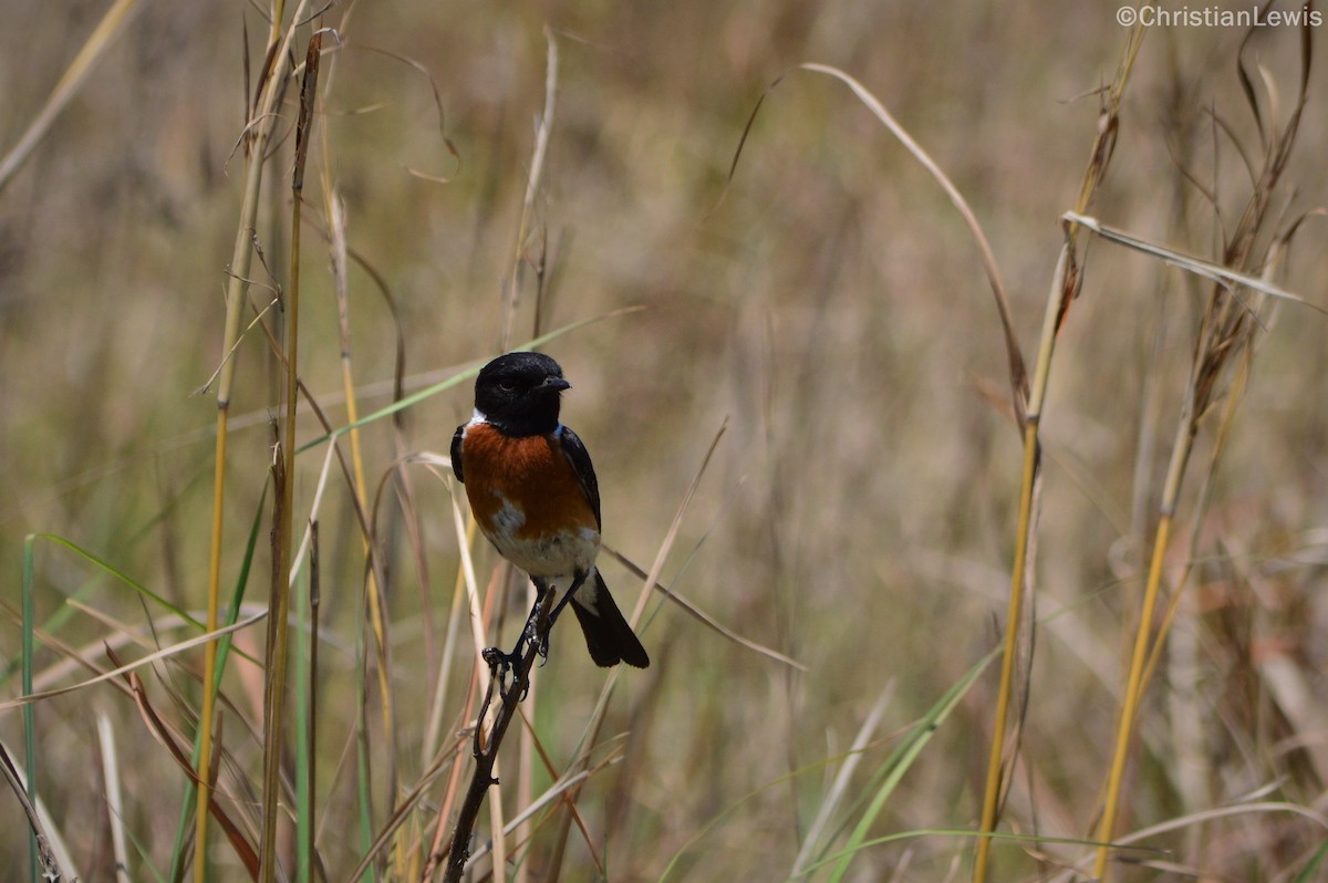 Tarabilla Africana - ML121550341