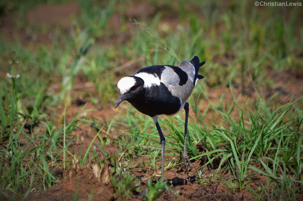 Blacksmith Lapwing - ML121550411