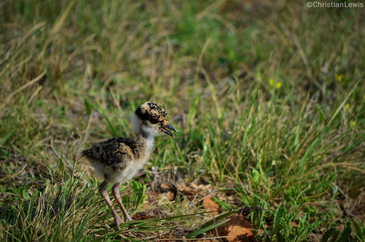 Crowned Lapwing - ML121550491