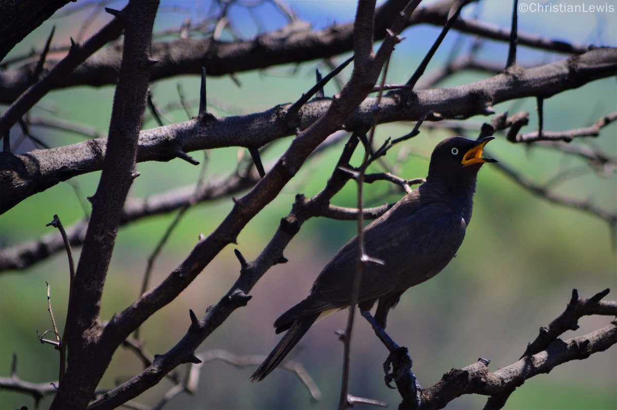 Estornino Bicolor - ML121550591