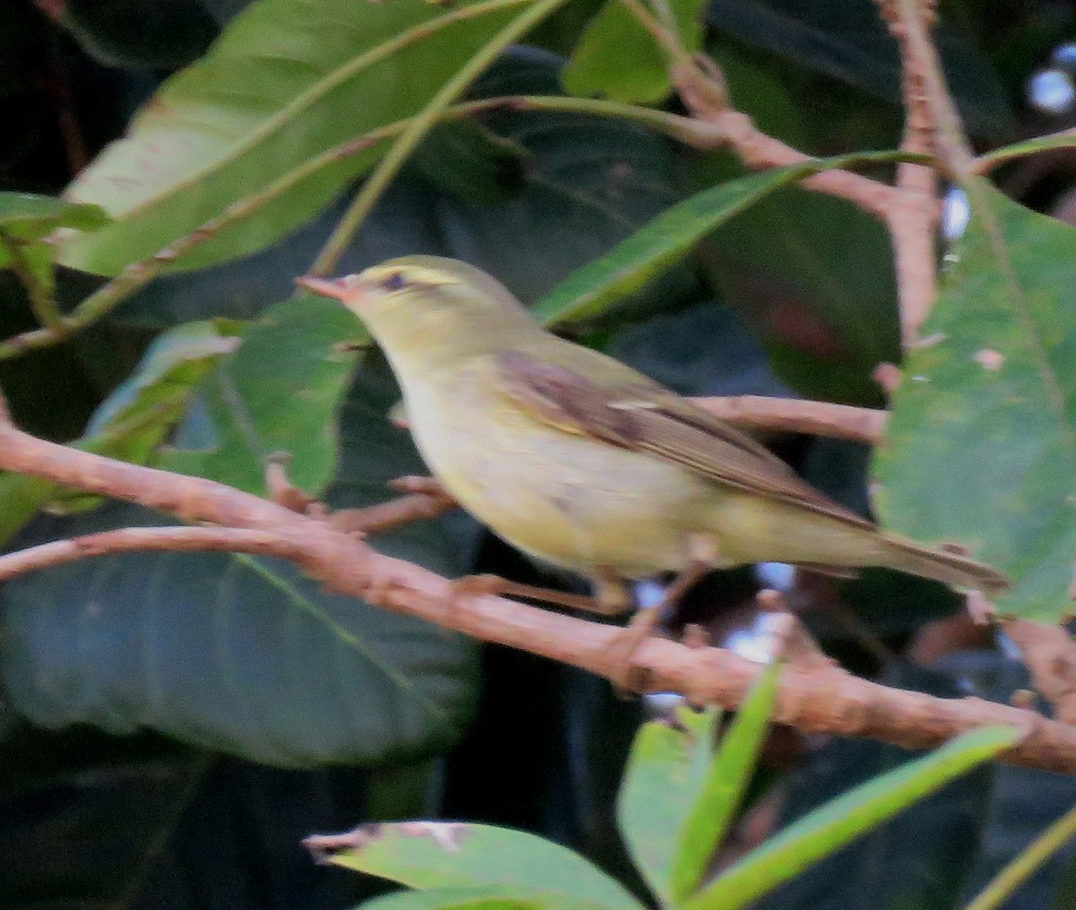 Green Warbler - ML121551521