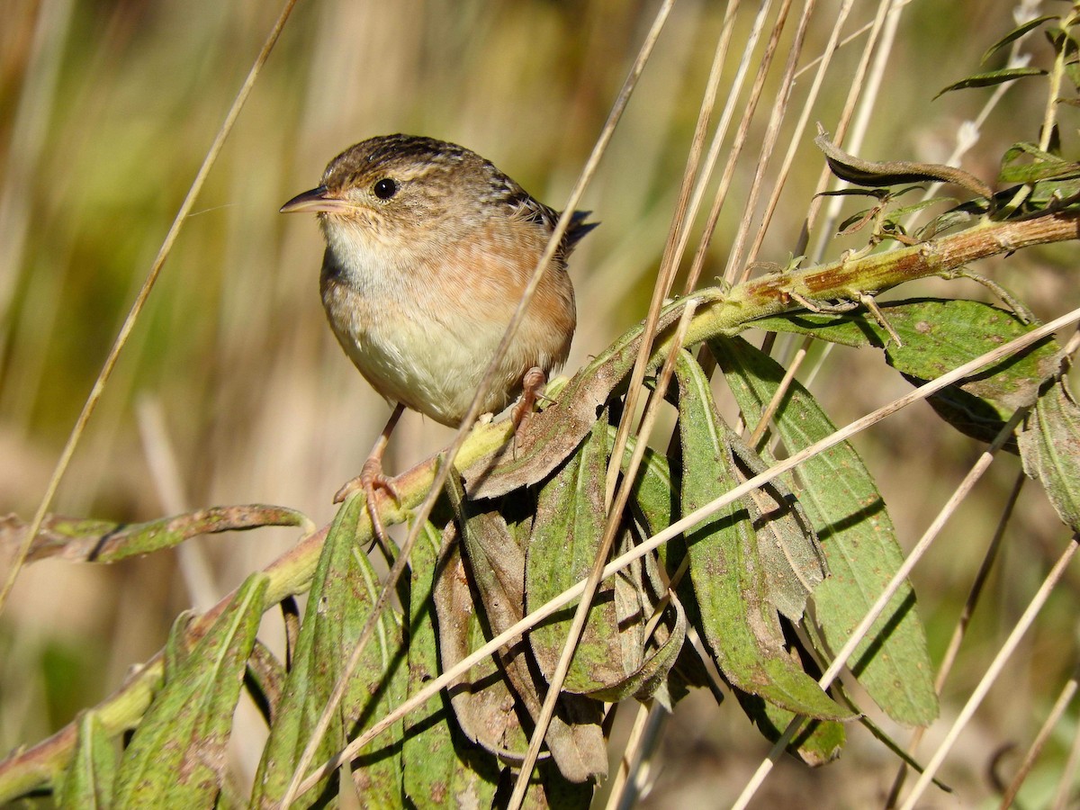 Sedge Wren - ML121552771