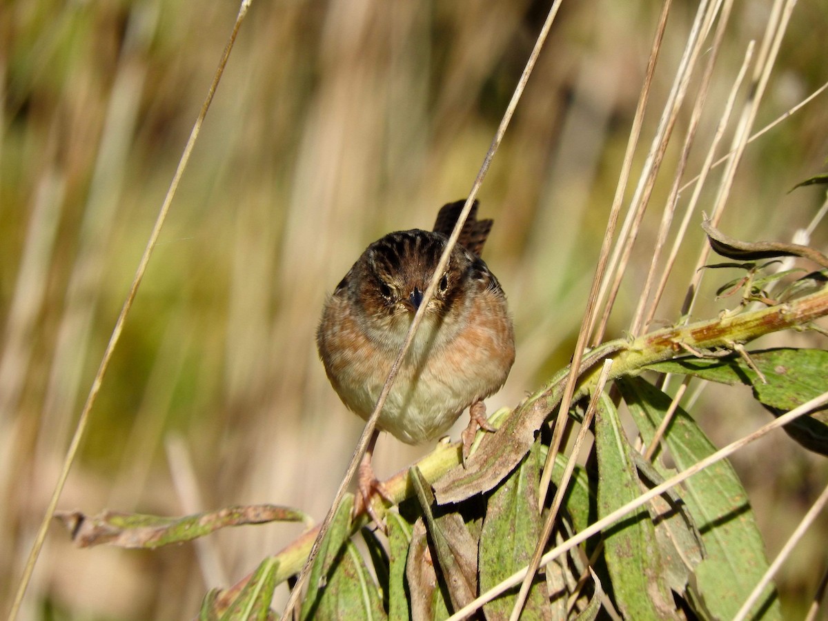 Sedge Wren - ML121552971