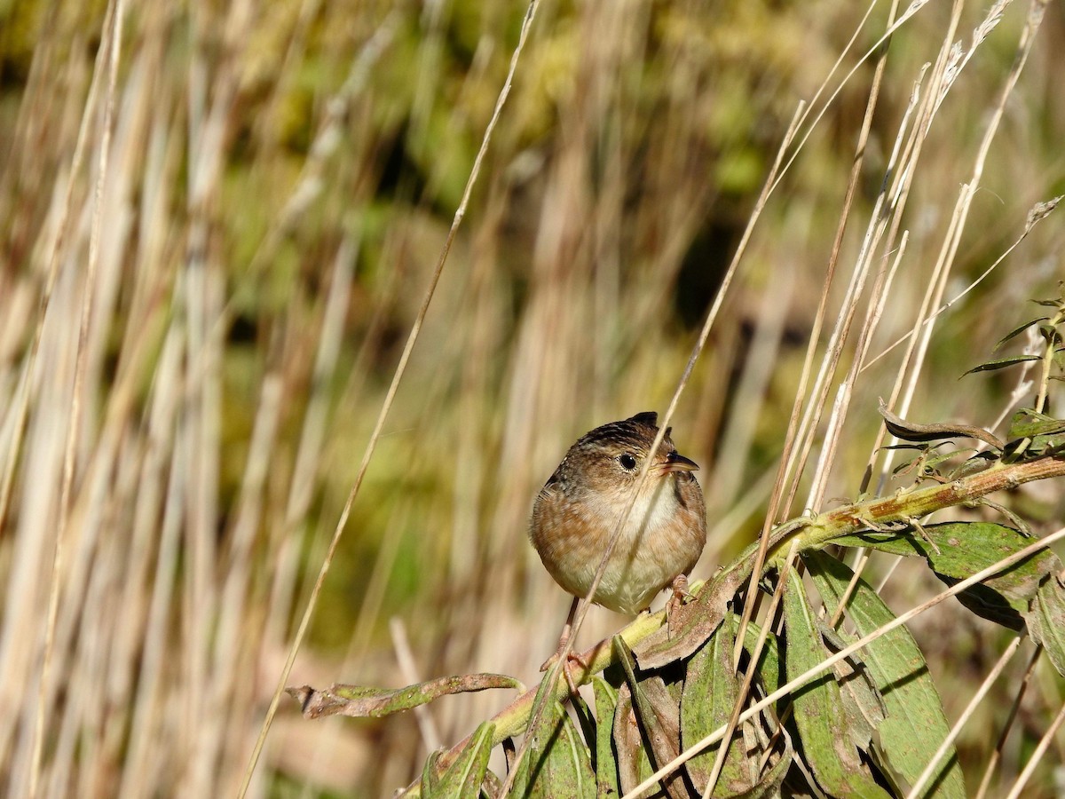 Sedge Wren - ML121552981