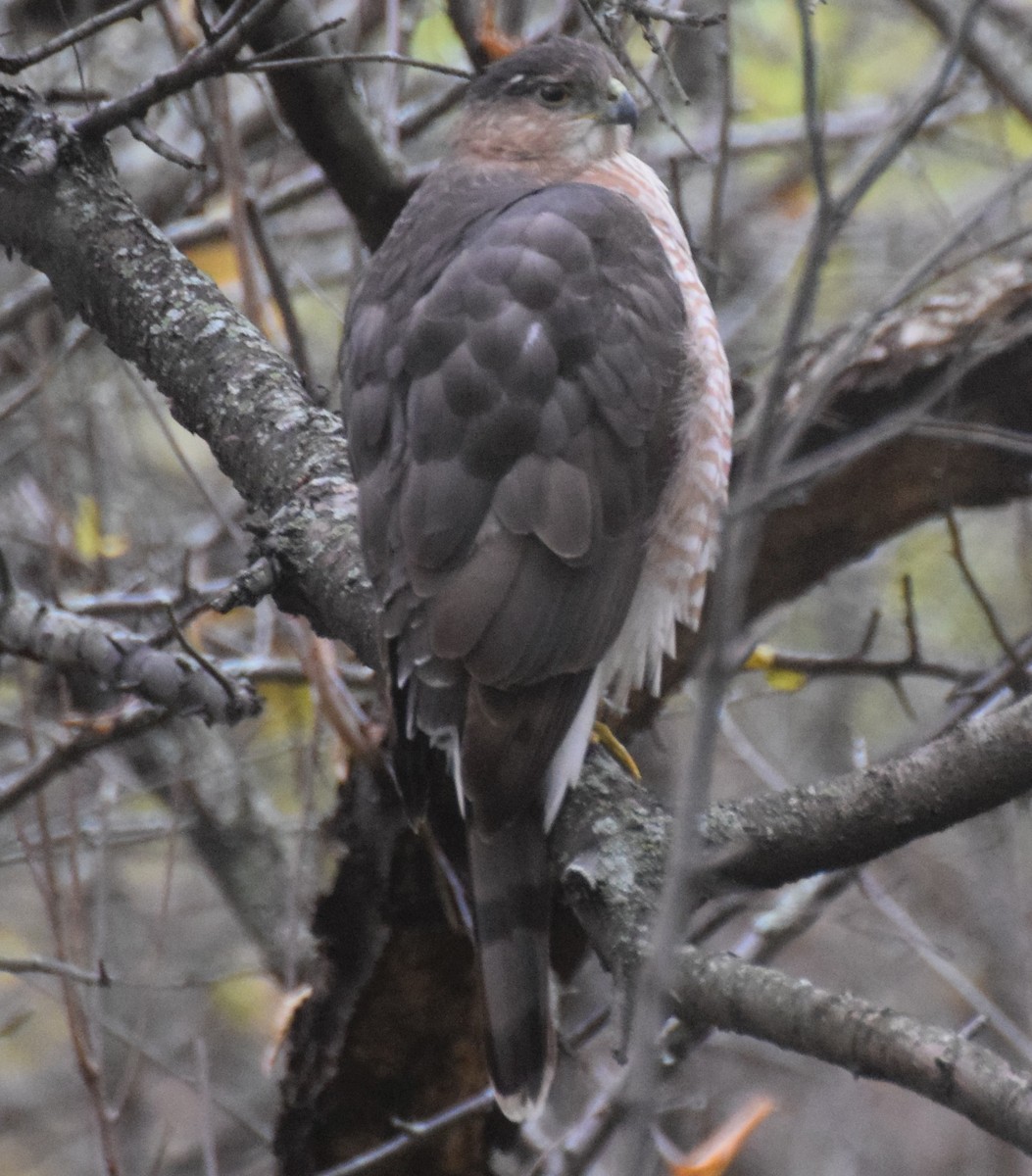 Cooper's Hawk - Luis Munoz