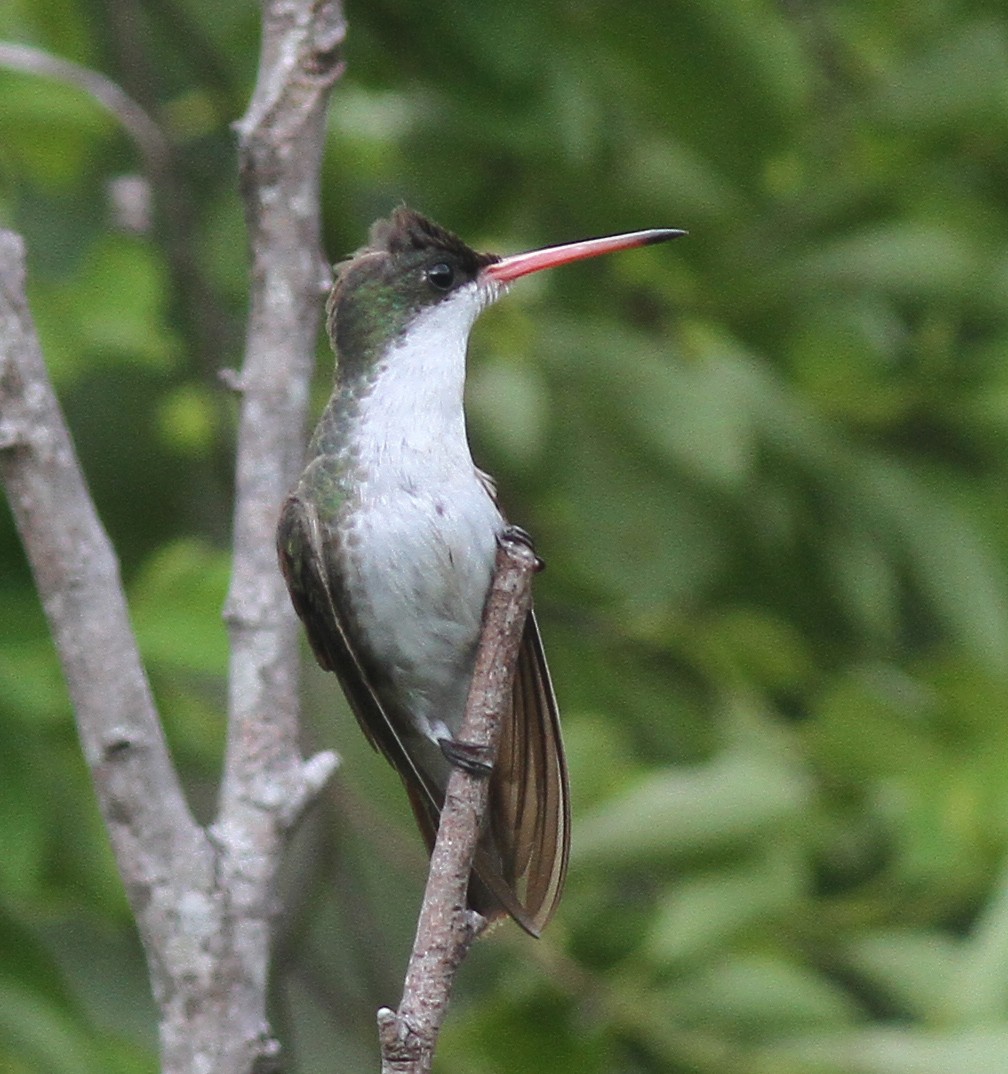 Green-fronted Hummingbird (Green-fronted) - Larry Sirvio