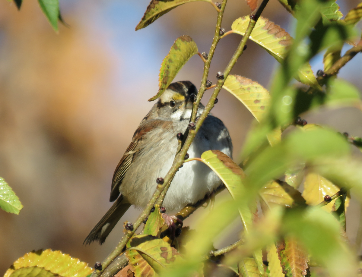 White-throated Sparrow - ML121556571