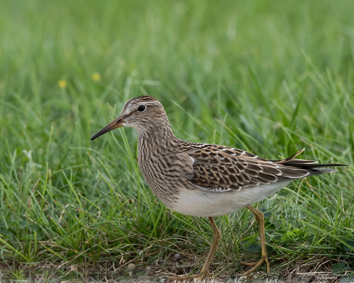 Pectoral Sandpiper - Lorri Howski 🦋