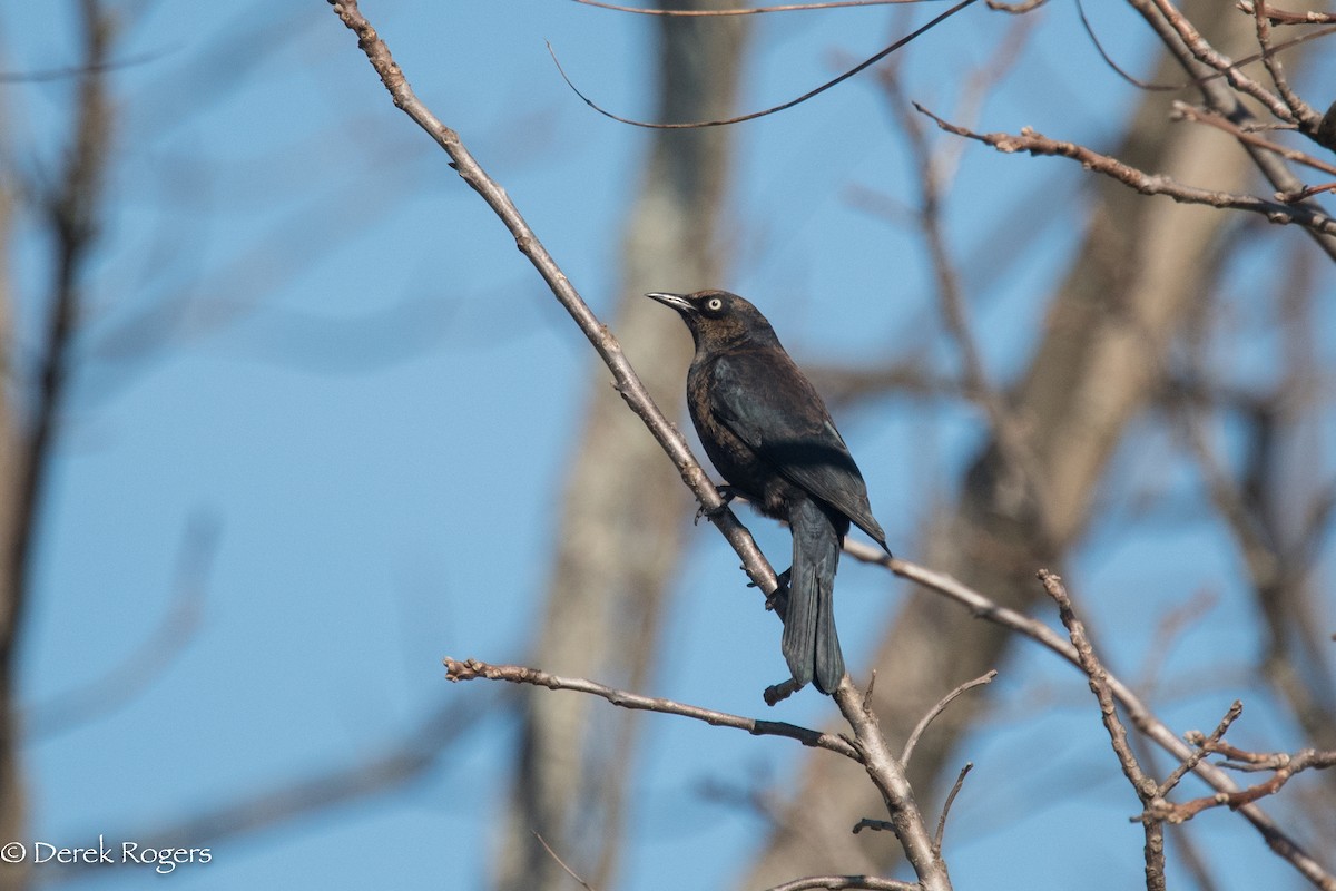 Rusty Blackbird - ML121559711