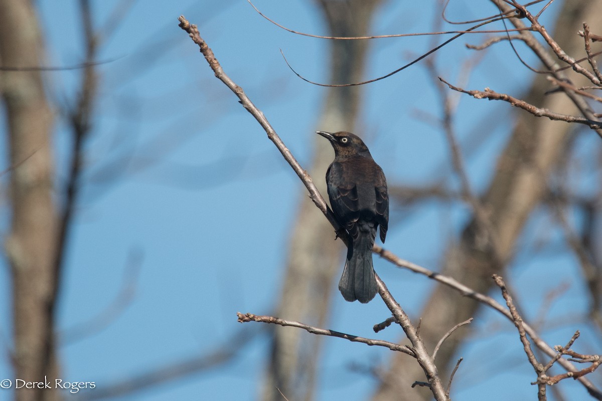 Rusty Blackbird - ML121559721