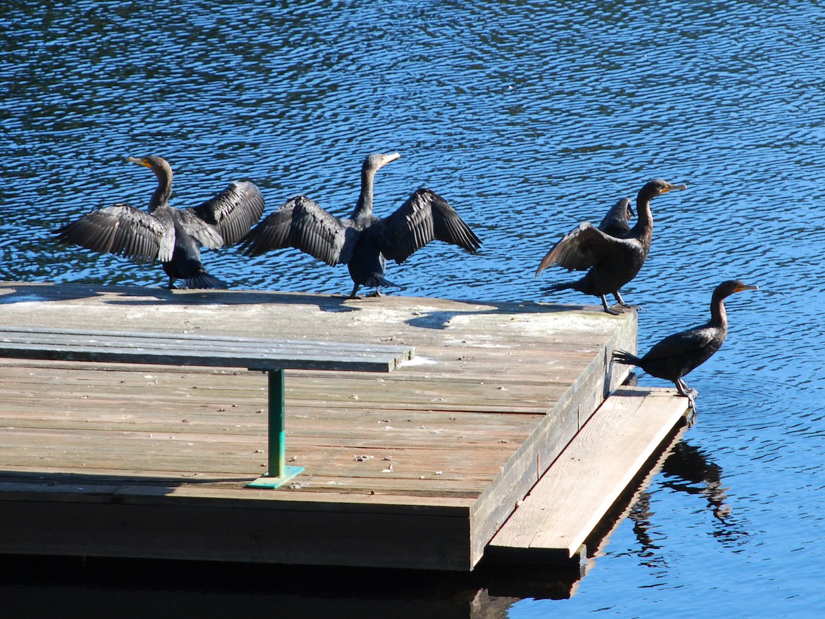 Double-crested Cormorant - ML121560521