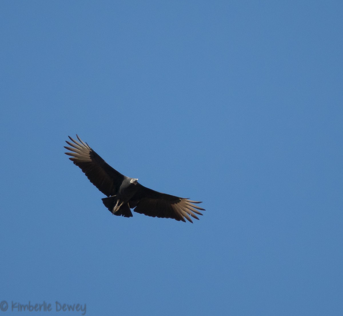 Black Vulture - ML121560801