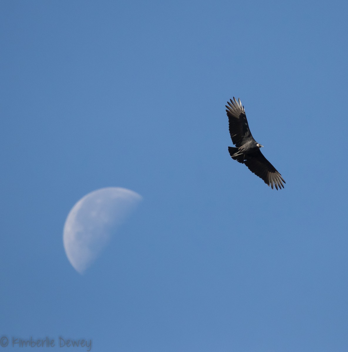 Black Vulture - Kimberlie Dewey